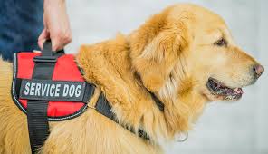 How to train your golden retriever to be a service dog - Michigan - Detroit ID1603676