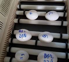 Fertilized Parrot Eggs for Hatching - Arkansas - Little Rock  ID1522087