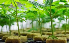Buy Clones Online  - California - Los Angeles ID1594032