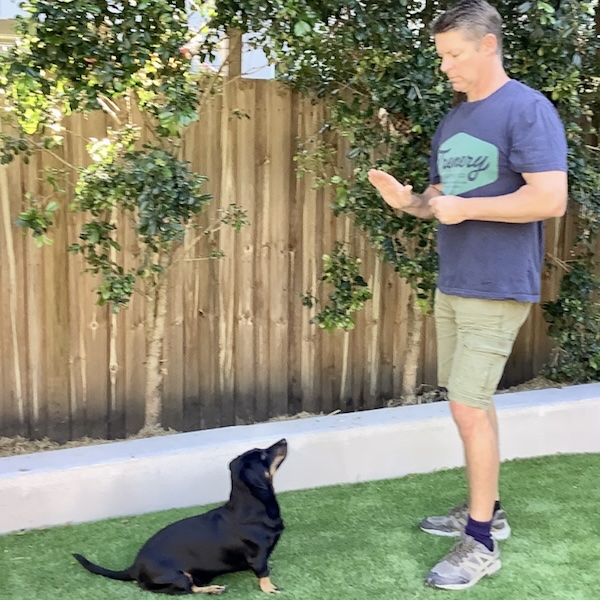 Charlotte Puppy Training - North Carolina - Charlotte ID1605426