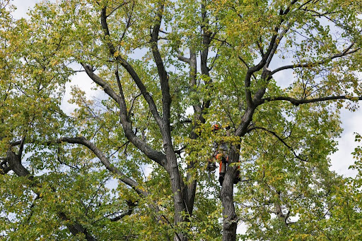 Fast  Friendly Tree Services Near Me - Arizona - Mesa ID1614573