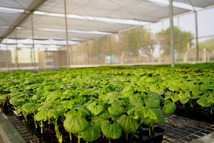 Seed research and development - Andhra Pradesh - Hyderabad ID1616436