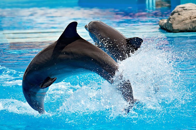 Swim with Dolphins  Be a Zookeeper for a Day  Only at Du - Florida - Fort Lauderdale ID1600497