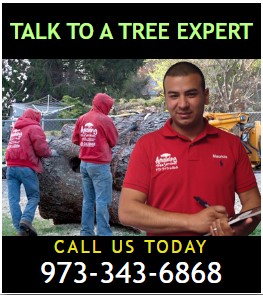 Flexible Tree Removal Financing NJ  Amazing Tree Services - New Jersey - Jersey City ID1617330