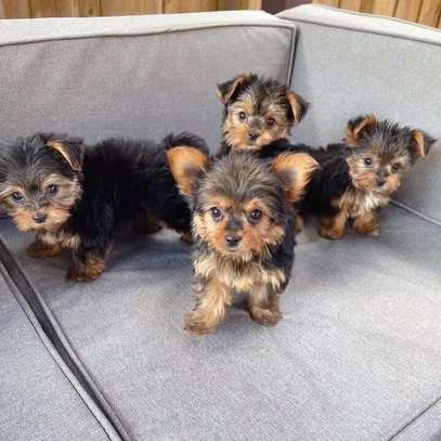 TEACUP YORKIES FOR ADOPTION - Minnesota - Minneapolis ID1606762