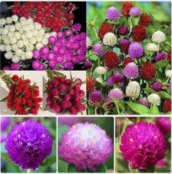 Gomphrena Globosa Seeds  Tropical Annual Globe Amaranth   - California - Riverside ID1590331