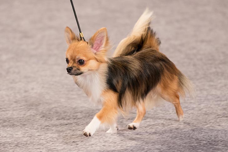 Get the best deals on small dog breeds at TestifyKennel - Delhi - Delhi ID1600202