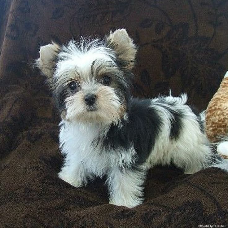 STANDARD TEACUP YORKIES PUPPIES - California - Chula Vista ID1608629