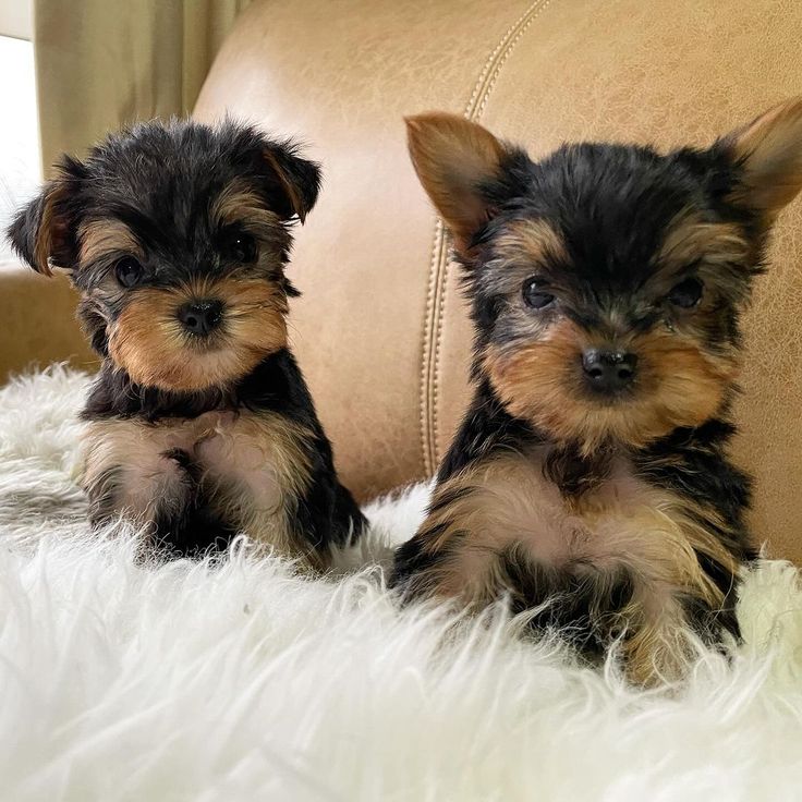 TEACUP YORKIES FOR ADOPTION - Massachusetts - Boston ID1606739