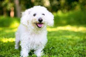 Top 10 Small Dogs in India with Price List - Delhi - Delhi ID1612517