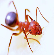 Effective Ant Prevention Services in NJ - New Jersey - Jersey City ID1613642