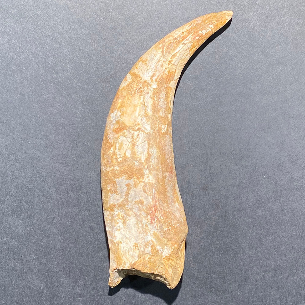 Gold Nuggets and dinosaur clawsteeth for sale - New York - Buffalo ID1604865 3