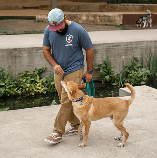 Best Dog Trainer in San Antonio TX - Texas - San Antonio ID1605489