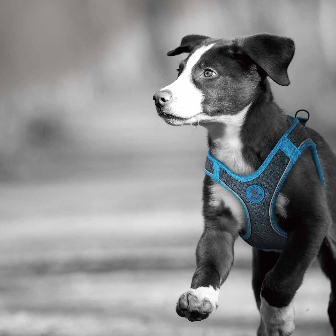 Find Stylish Dog Collars Near Me at DOCO Pet! - California - Los Angeles ID1545878