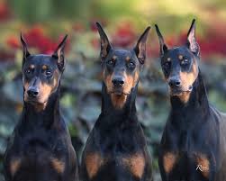 Ghaziabad Best Doberman Dogs for Sale  Smart and Energeti - Delhi - Delhi ID1601159