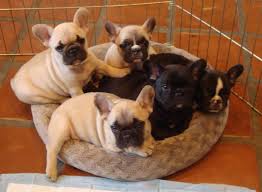 Exclusive Dogs for Sale in India  Find Your Perfect Puppy M - Delhi - Delhi ID1603570
