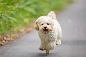 Find  Maltipoo Dog for saleinBahadurgarh  Cute Playf - Delhi - Delhi ID1596771