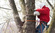 Professional Tree Company in Essex County NJ - New Jersey - Jersey City ID1614938