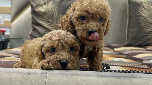 Poodle Puppies for Sale in Pune - Maharashtra - Pune ID1601782