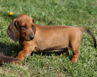 MustKnow Popular Dog Breeds in India for Every Home - Delhi - Delhi ID1595159