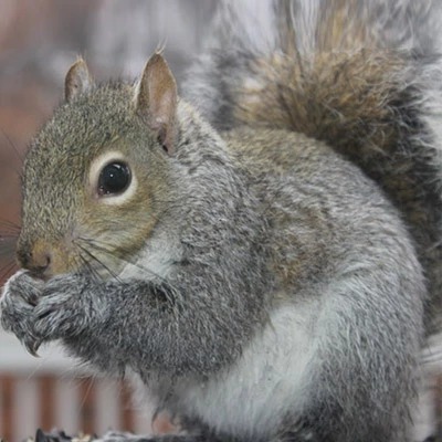 Squirrel Removal in Essex County NJ  ALCO Animal  Pest  - New Jersey - Jersey City ID1618941