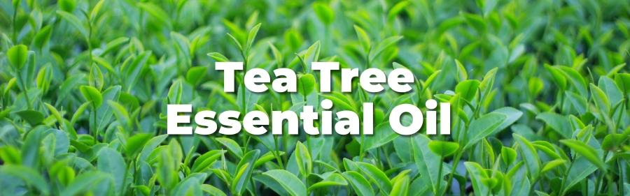 Tea Tree Oil - Gujarat - Ahmedabad ID1556353