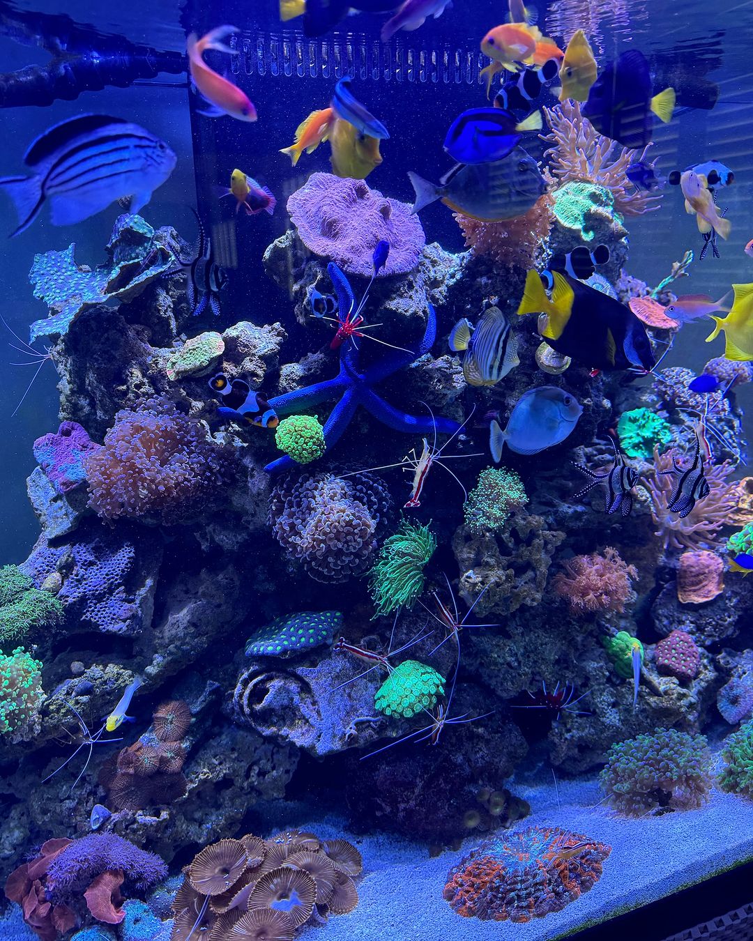 Home Aquarium is Your Path to Peace Knowledge and Beauty - New Jersey - Jersey City ID1540277