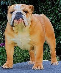 Compare Dog Boarding Prices in Delhi Today - Delhi - Delhi ID1611148