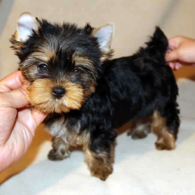 GET YOUR TOP QUALITY TEACUP YORKIE PUPPIES FOR ADOPTION - New Jersey - Jersey City ID1608359