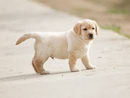 Small Dog Breeds for Sale Affordable Prices Healthy Pups - Delhi - Delhi ID1594889