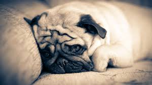 Best Places for Dogs for Sale in India  Choose Your New Pup - Delhi - Delhi ID1601969