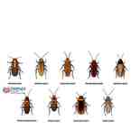 Cockroach Pest Control Service  Peoples Pest  - Tamil Nadu - Tiruchirappalli ID1591063