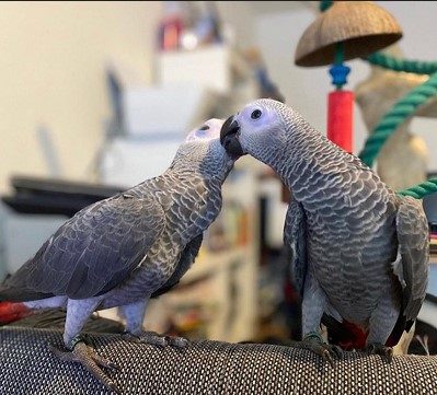 Talking Male and Female African Grey Parrots For SaleMacaw - California - Chula Vista ID1601622