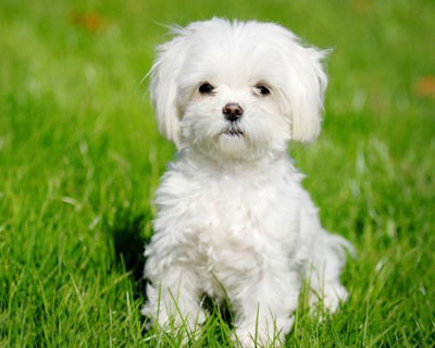 Maltipoo Dogs Available in  Greater Noida Bring Home Joy To - Delhi - Delhi ID1604567