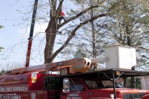 Tree Removal Company  Amazing Tree Services - New Jersey - Jersey City ID1610260