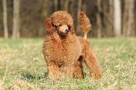 Toy Poodle Puppies For Sale In Ghaziabad  testifykennelco - Delhi - Delhi ID1512865