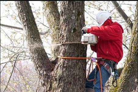 Professional Tree Removal Service in NJ - New Jersey - Jersey City ID1612191