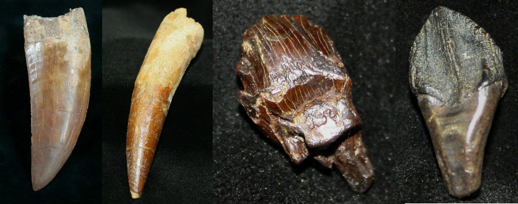 Gold Nuggets and dinosaur clawsteeth for sale - New York - Buffalo ID1604865 4