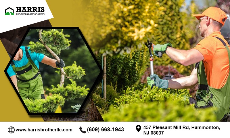 Reliable Tree Care Services in NJ Harris Brothers Landscapi - New Jersey - Jersey City ID1613834