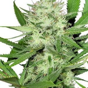 Buy Bruce Banner Weed Online - Florida - West Palm Beach ID1548069
