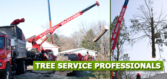Tree Removal Service in NJ  Amazing Tree Services - New Jersey - Jersey City ID1616186
