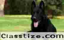 Affordable Dogs for Sale in India – Trusted Breeders