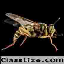Yellow Jacket Removal in NJ | ALCO Animal & Pest Control