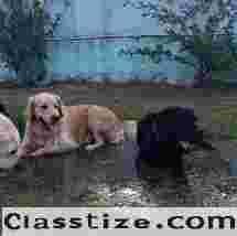 Best Dog Play School in Gurgaon - Outdoor Freedom & Care