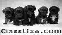 GET YOUR TEACUP YORKIE PUPPY