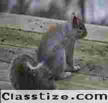 Gray Squirrel Removal – ALCO Animal & Pest Control