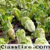 Transform Your Garden with Napa Chinese Cabbage Seeds!