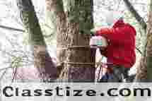 Commercial Tree Service in NJ – Amazing Tree Services