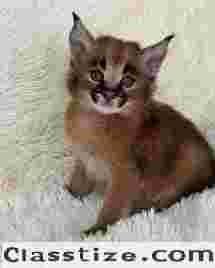 Caracal Kittens WhastsApp: +27842597191