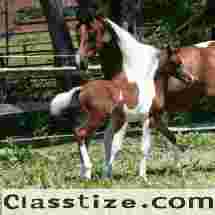 HU-Jewels of Tunisia – Rare Elegance with Timeless Bloodlines